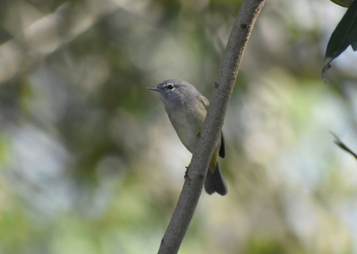 Orange-crowned Warbler - ML626632384