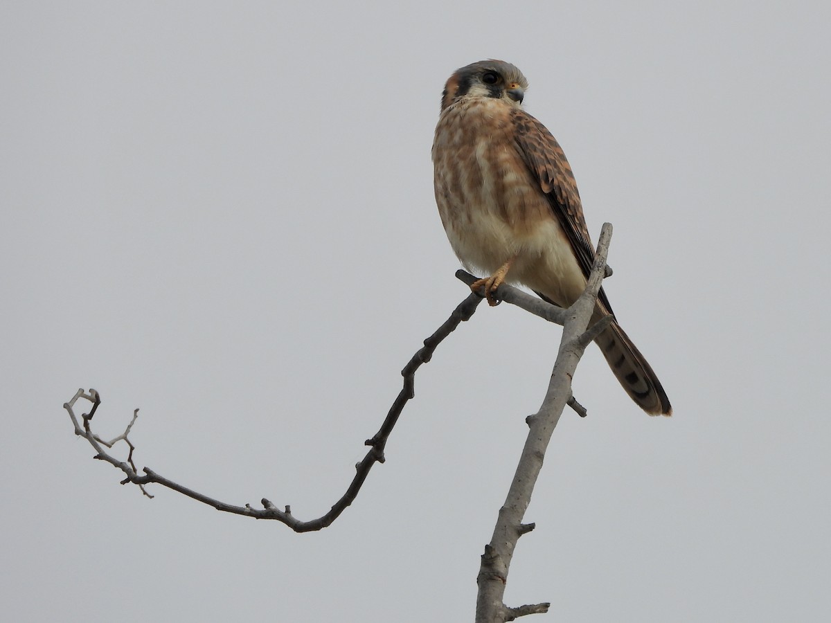 American Kestrel - ML626632385