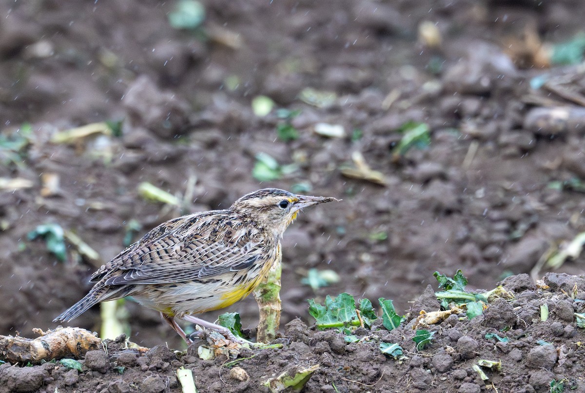 Western Meadowlark - ML626632391