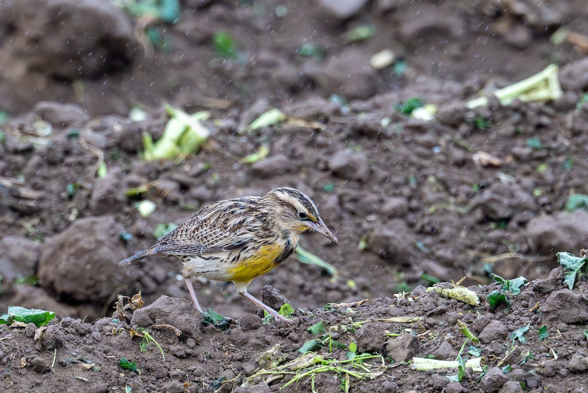 Western Meadowlark - ML626632392