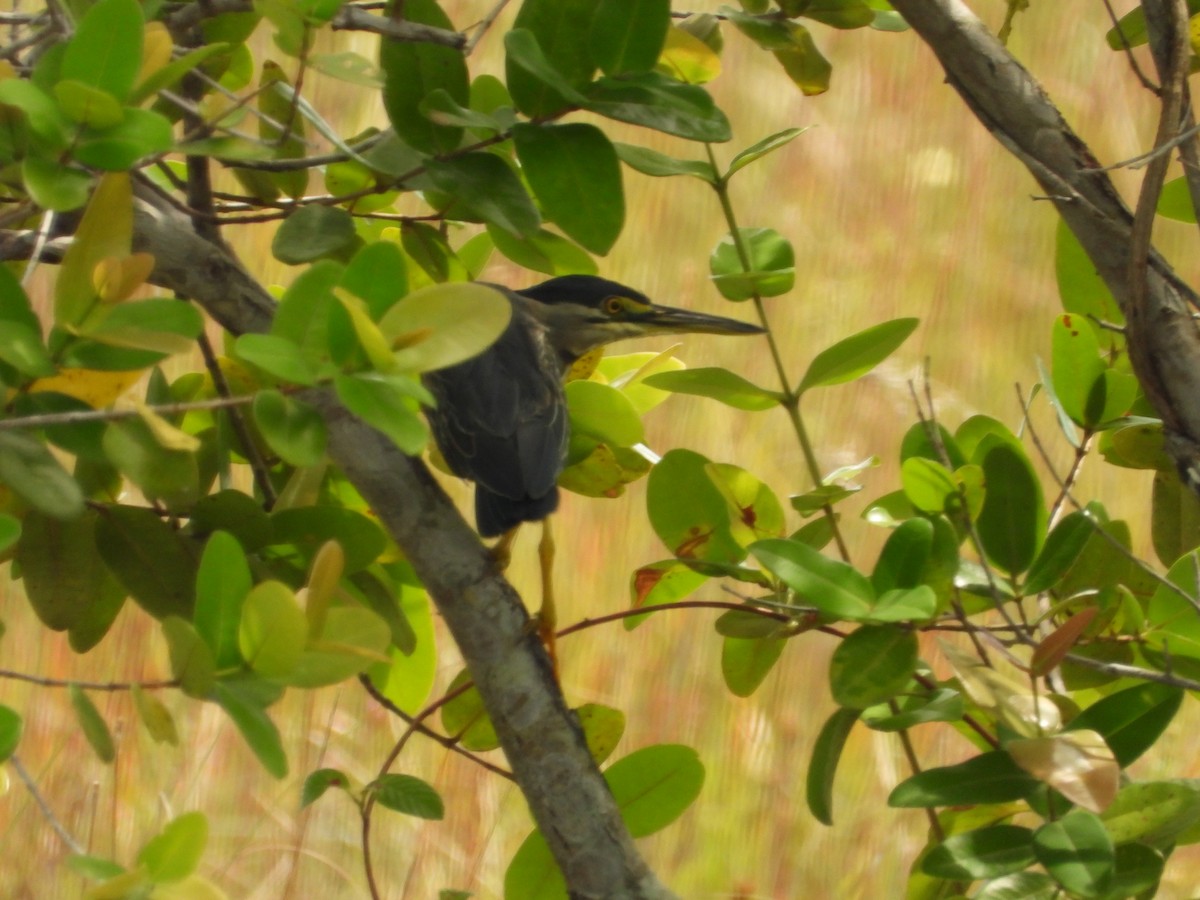 Striated Heron - ML626632393