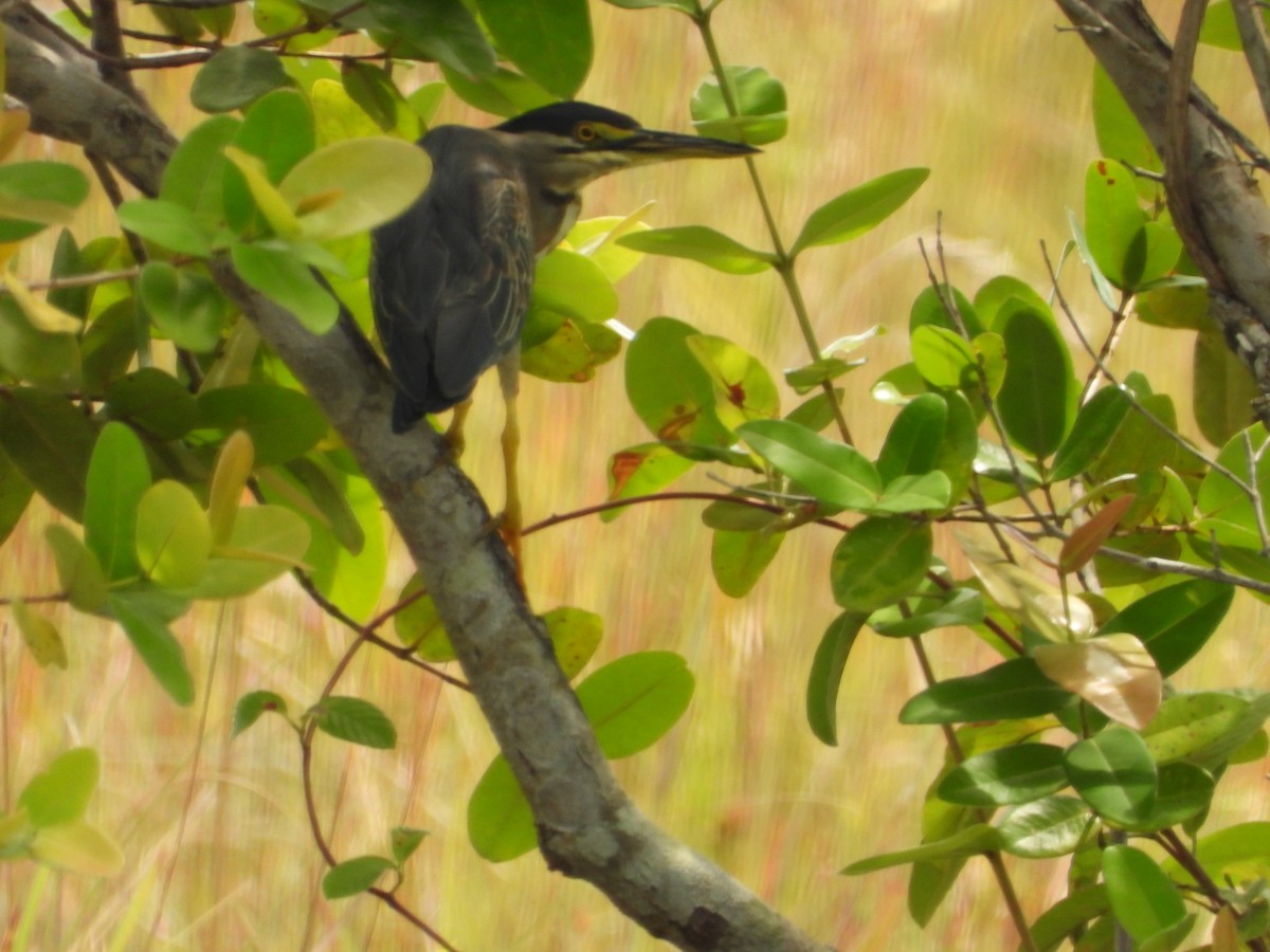 Striated Heron - ML626632394