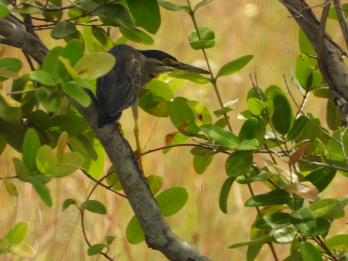 Striated Heron - ML626632395