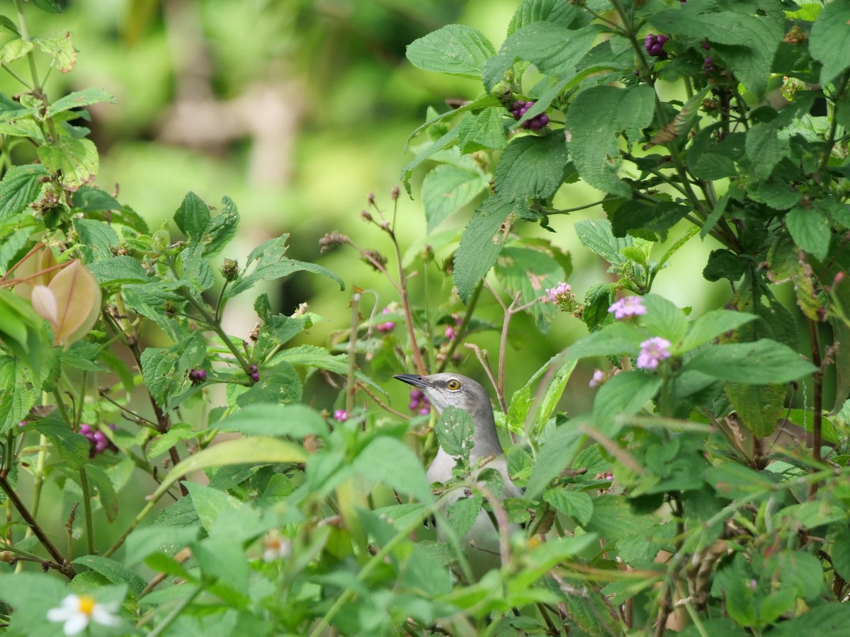 Northern Mockingbird - ML626632396