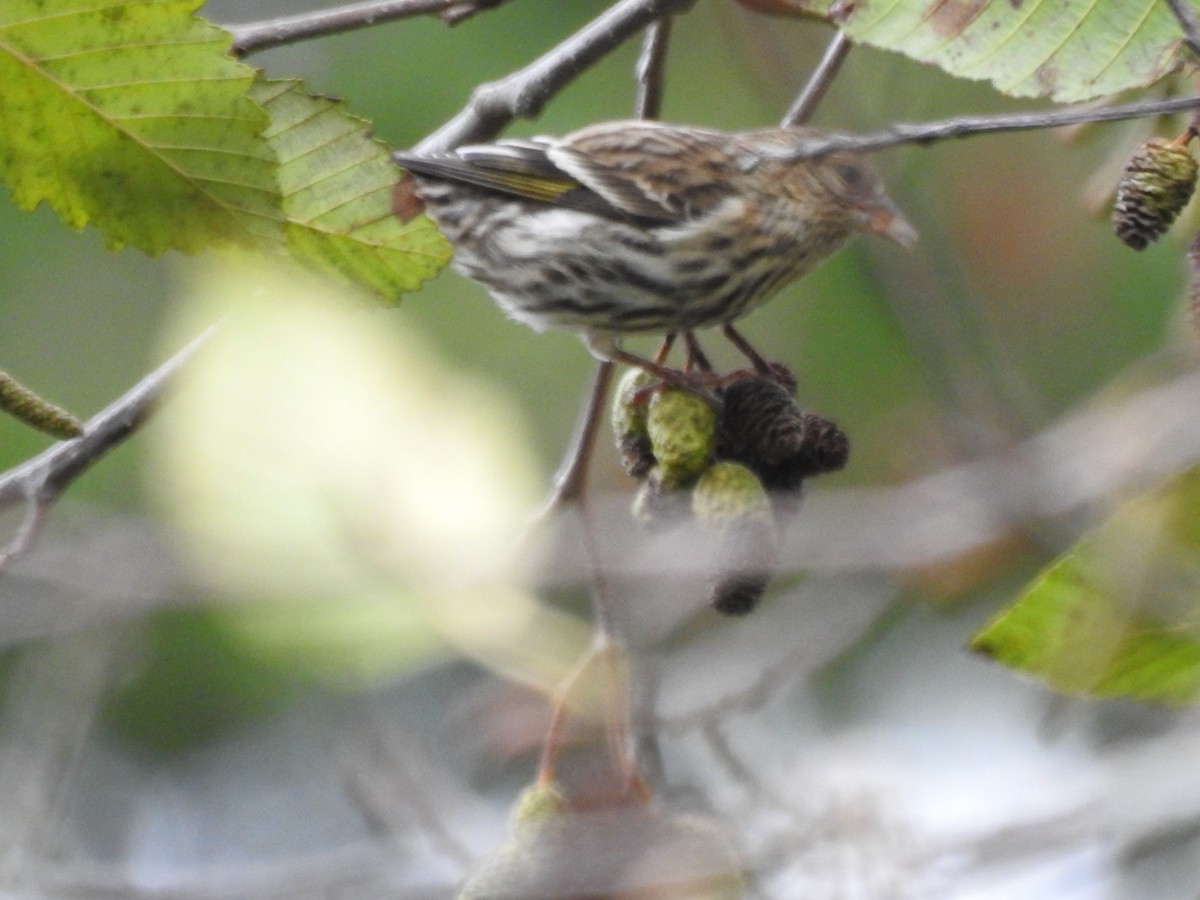 Pine Siskin - ML626632400