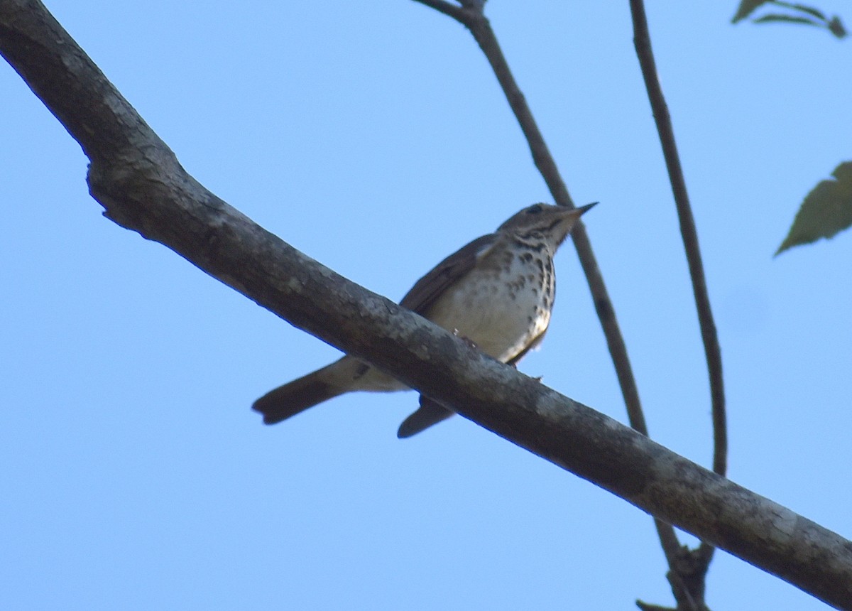 Hermit Thrush - ML626632401