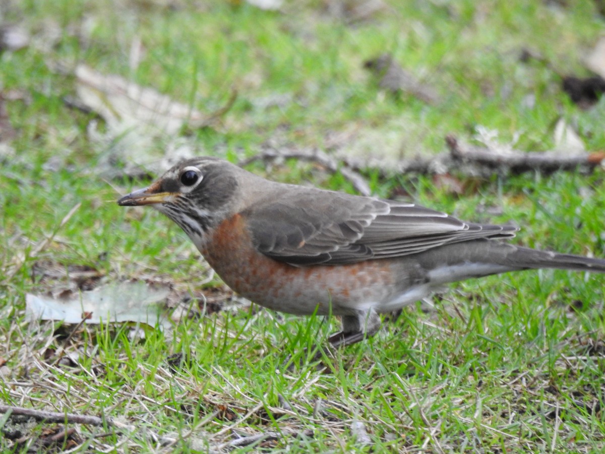 American Robin - ML626632404