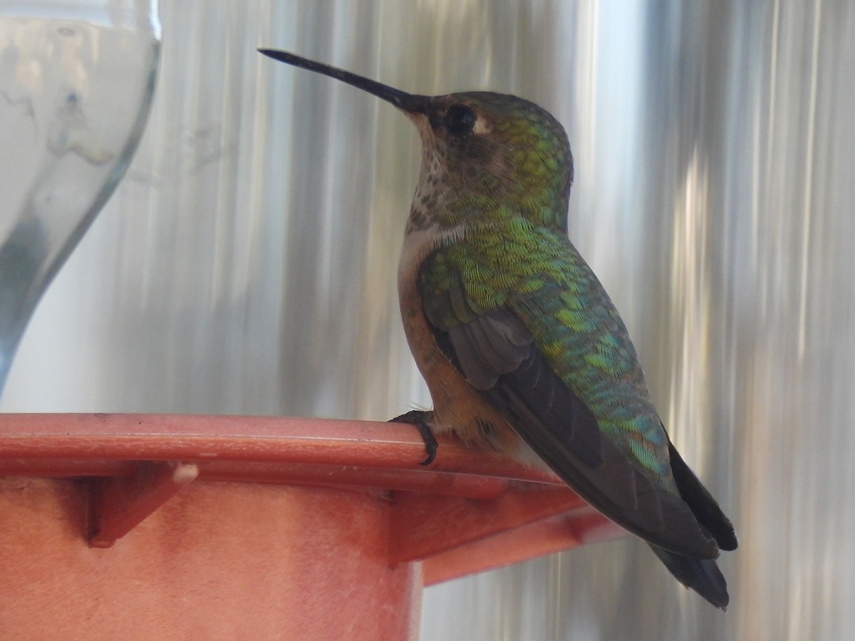 Rufous Hummingbird - ML626632405