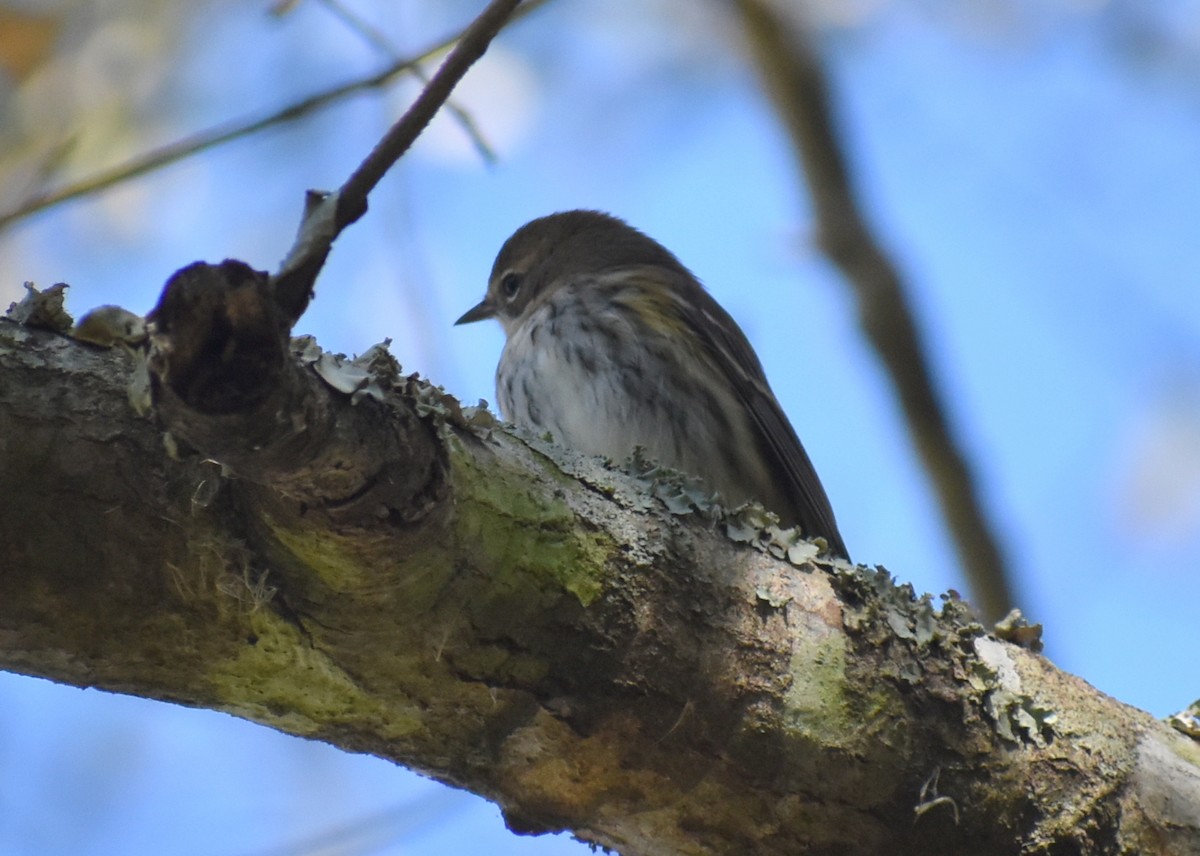 Yellow-rumped Warbler (Myrtle) - ML626632406