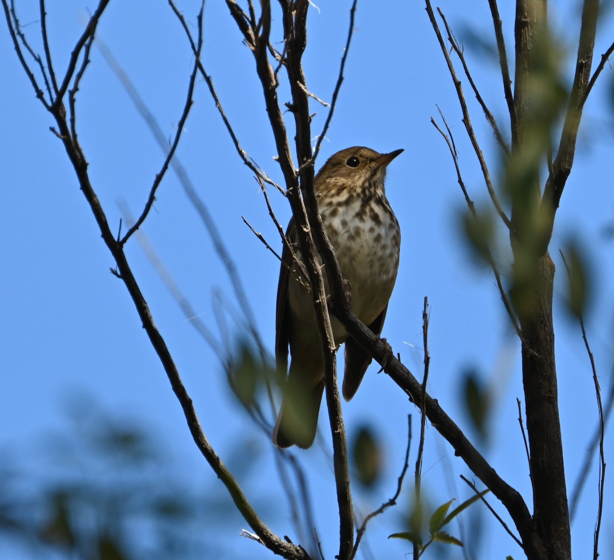 Hermit Thrush - ML626632409