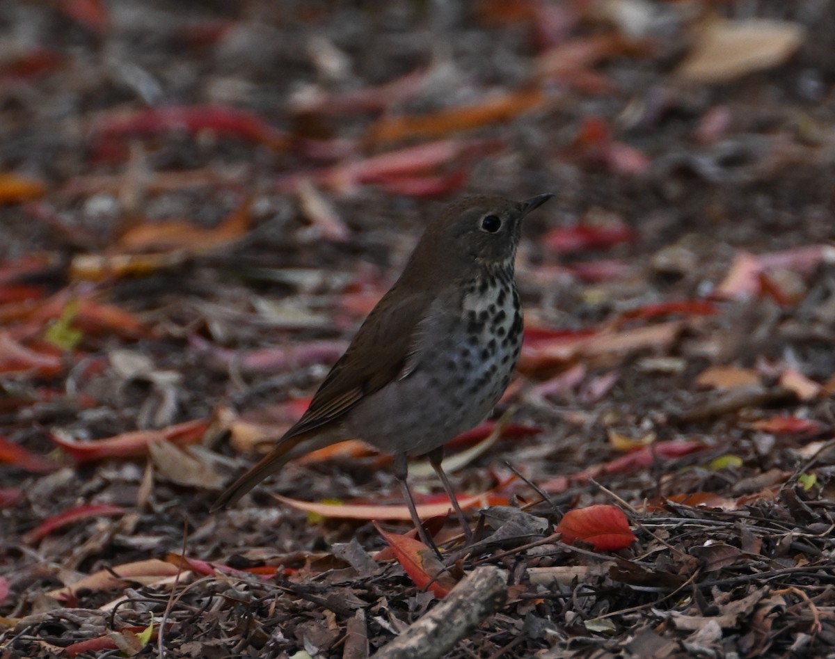 Hermit Thrush - ML626632410