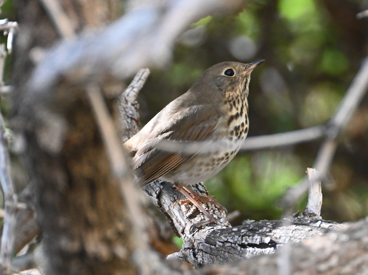 Hermit Thrush - ML626632411