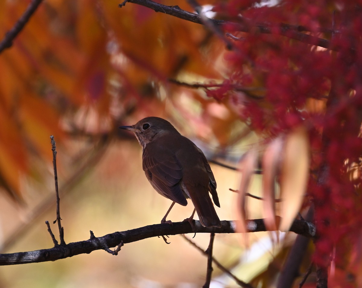 Hermit Thrush - ML626632412