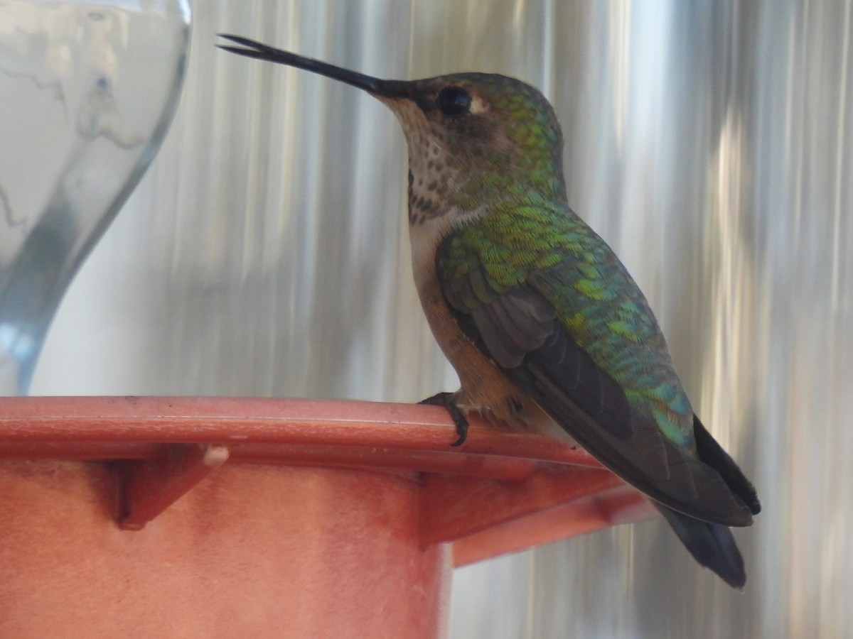 Rufous Hummingbird - ML626632413