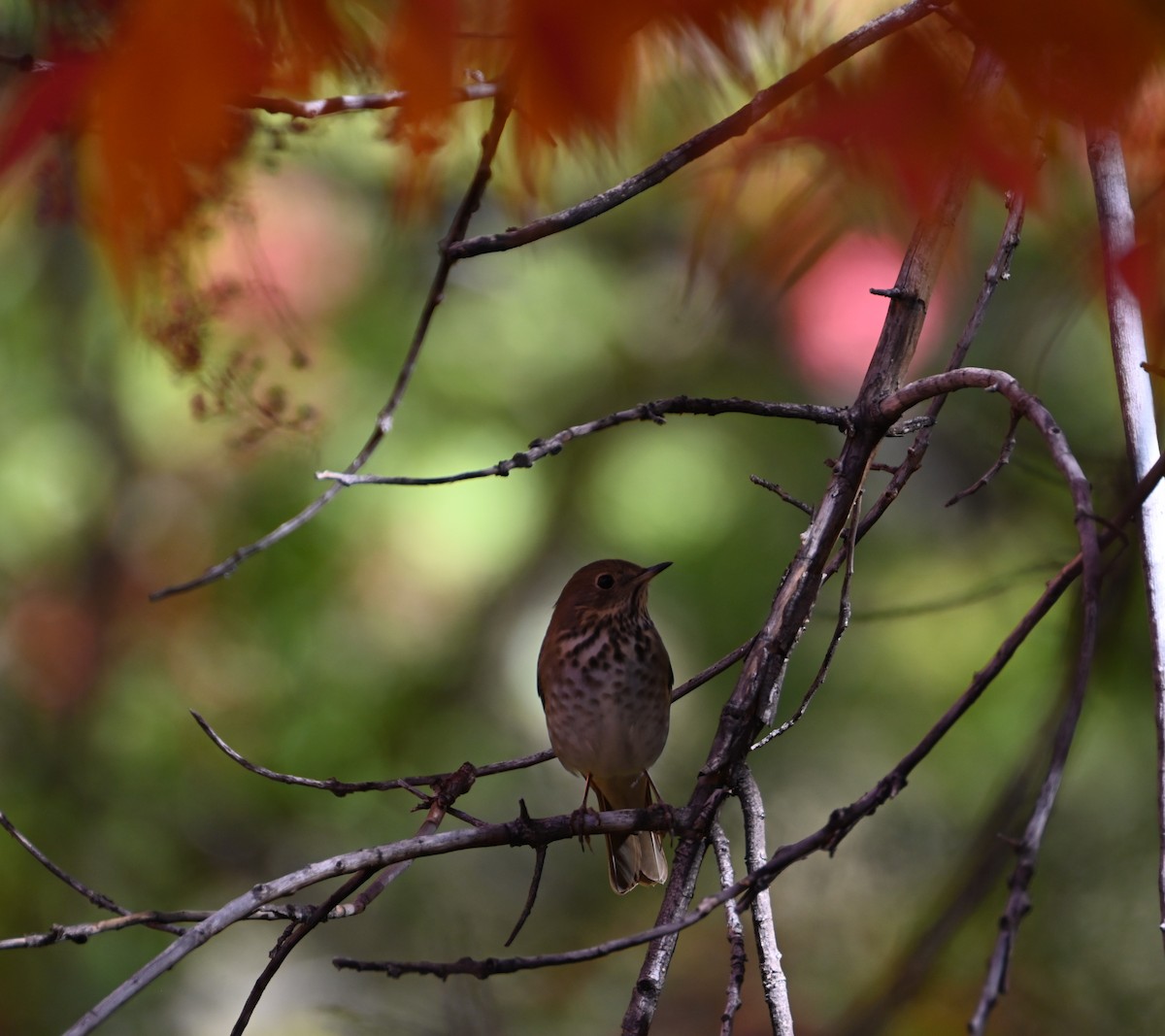 Hermit Thrush - ML626632414