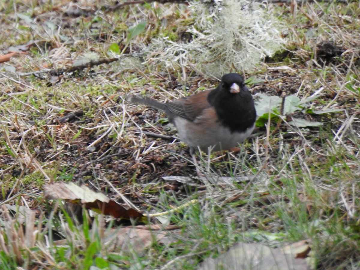 Dark-eyed Junco - ML626632420