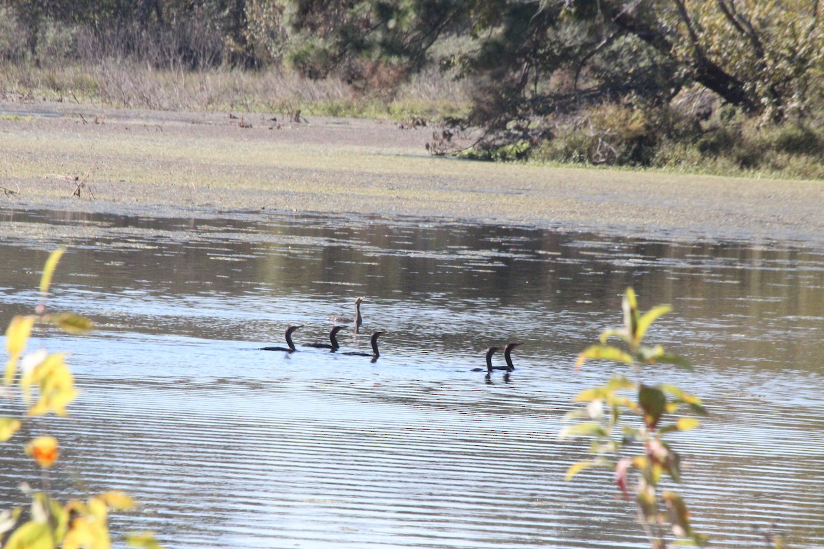 Double-crested Cormorant - ML626632429