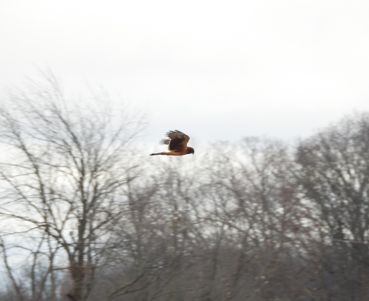 Northern Harrier - ML626632440