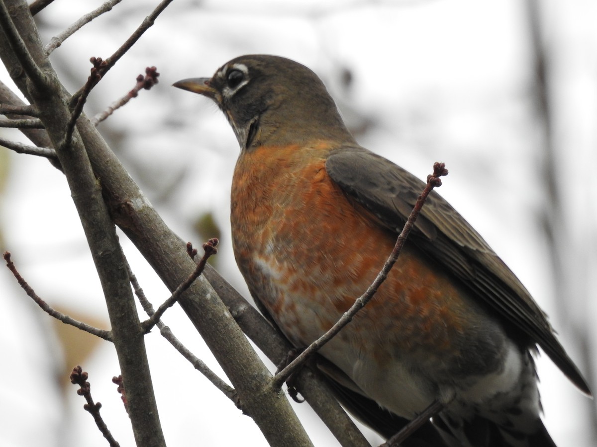 American Robin - ML626632445