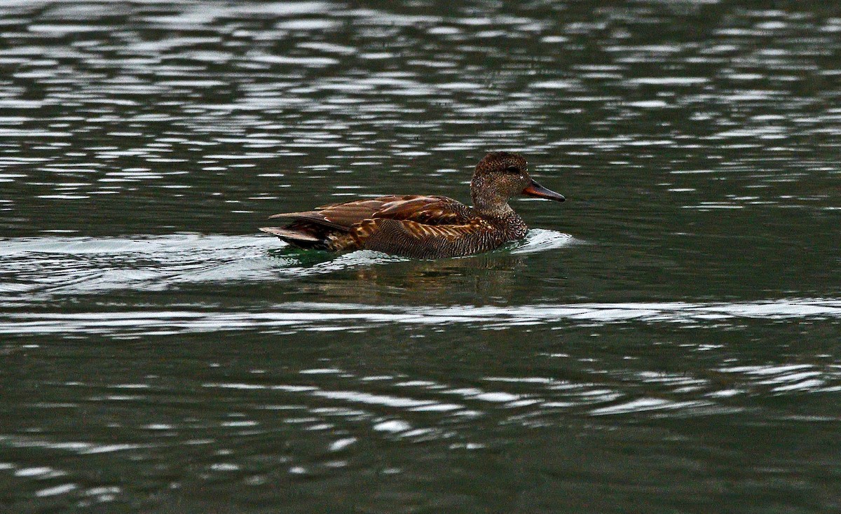 Canard chipeau - ML626632453