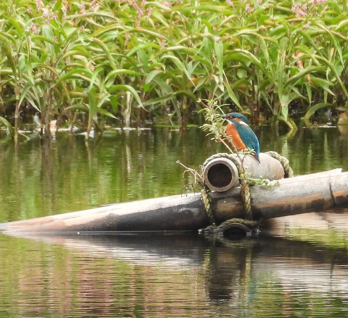 Martin-pêcheur d'Europe (groupe atthis) - ML626632476