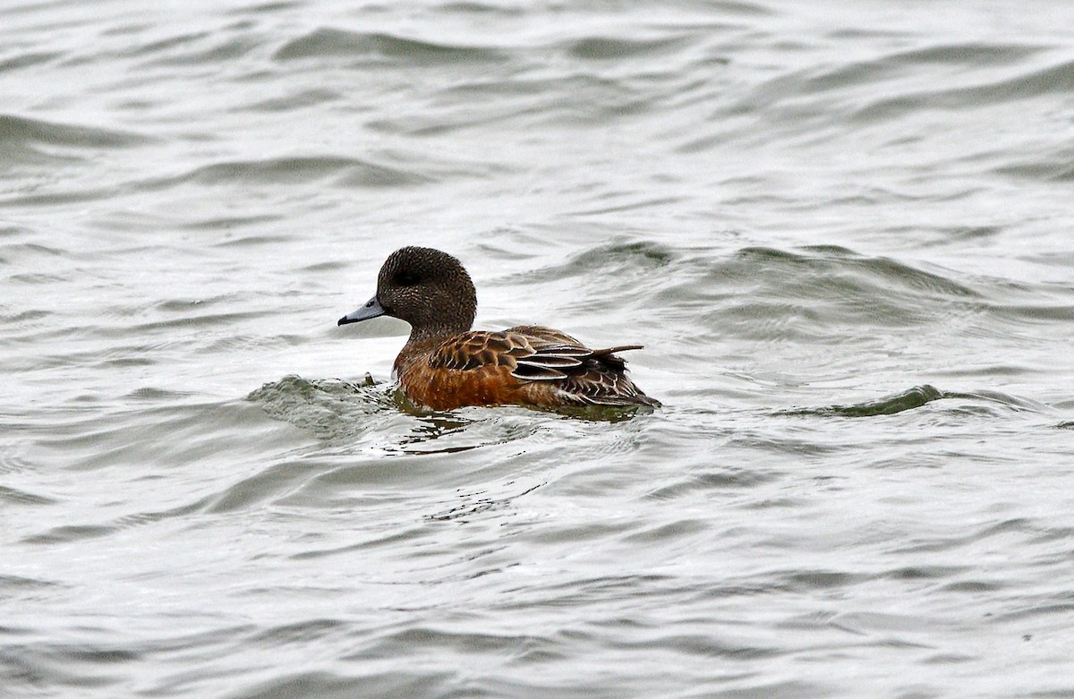 Canard d'Amérique - ML626632477