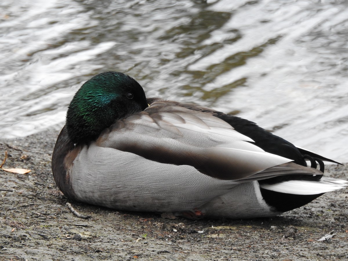 Canard colvert - ML626632490