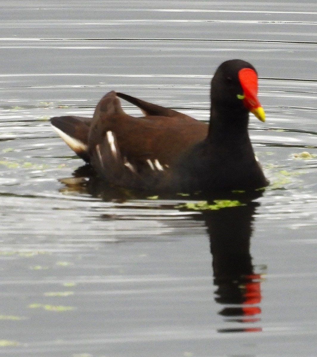 Gallinule poule-d'eau - ML626632505