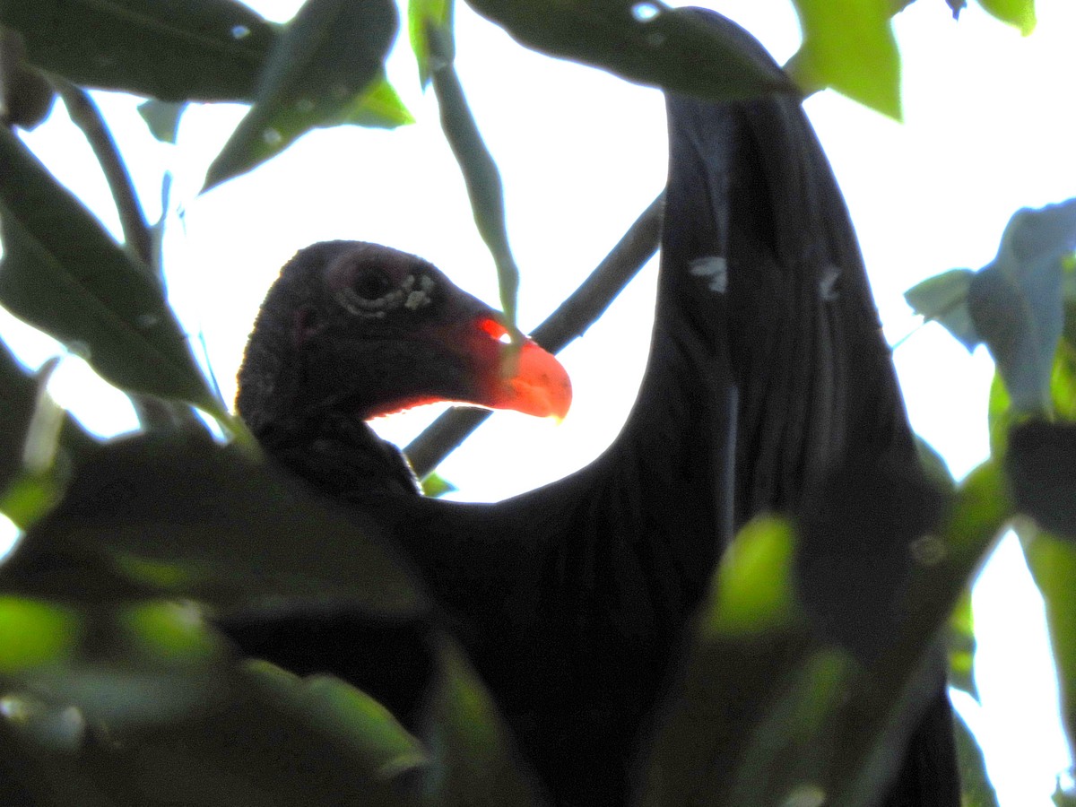 Urubu à tête rouge - ML626632506