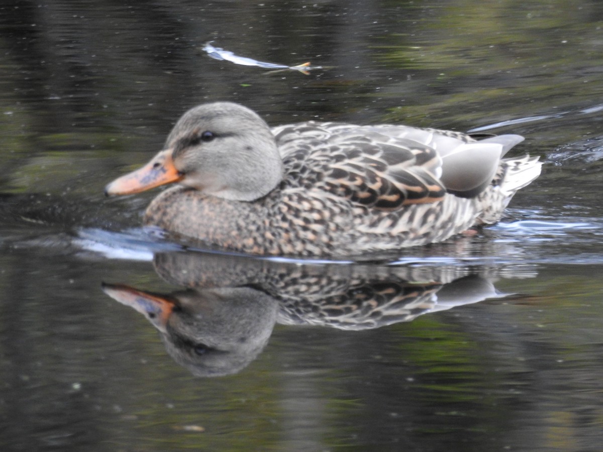 Canard colvert - ML626632507