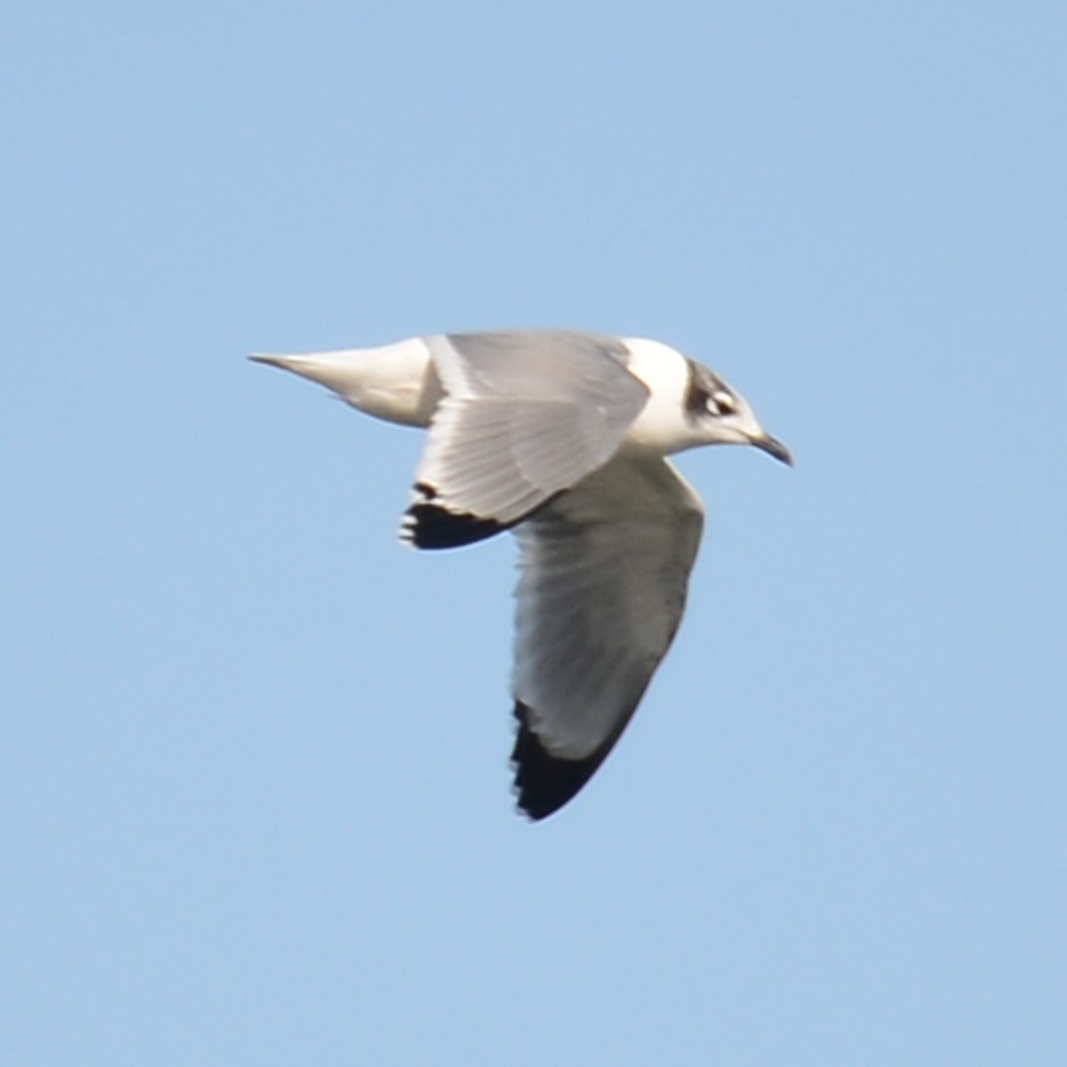 Mouette de Franklin - ML626632514