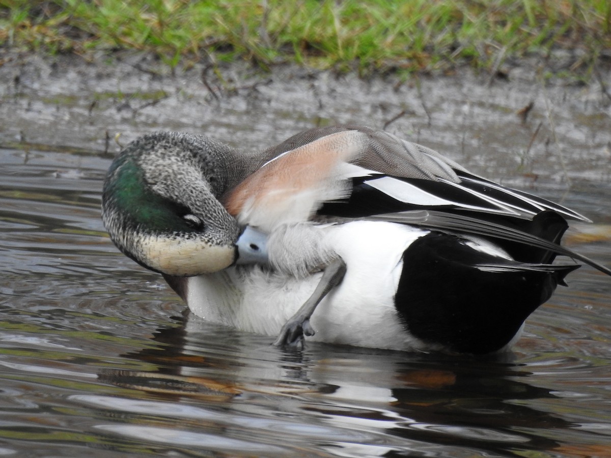American Wigeon - ML626632648