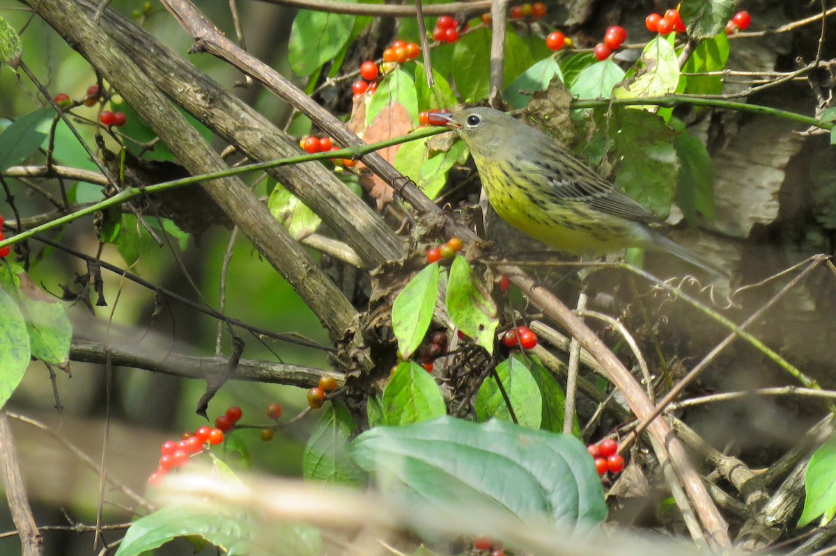 Kirtland's Warbler - ML626632649