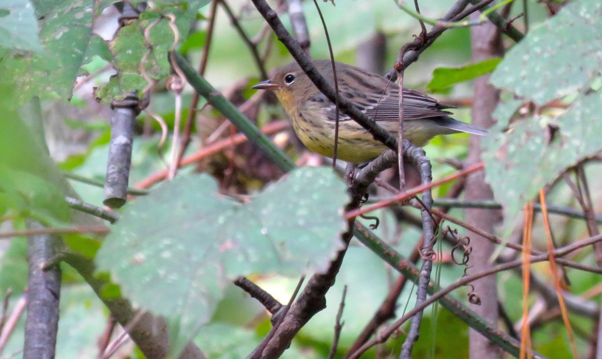 Kirtland's Warbler - ML626632650