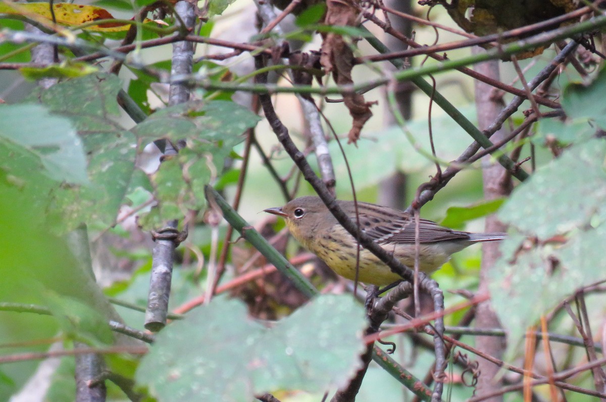 Kirtland's Warbler - ML626632651