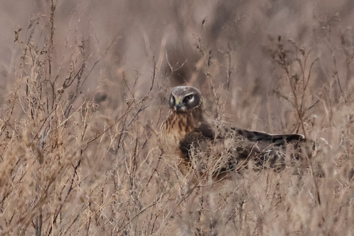 mørkmyrhauk - ML626632816