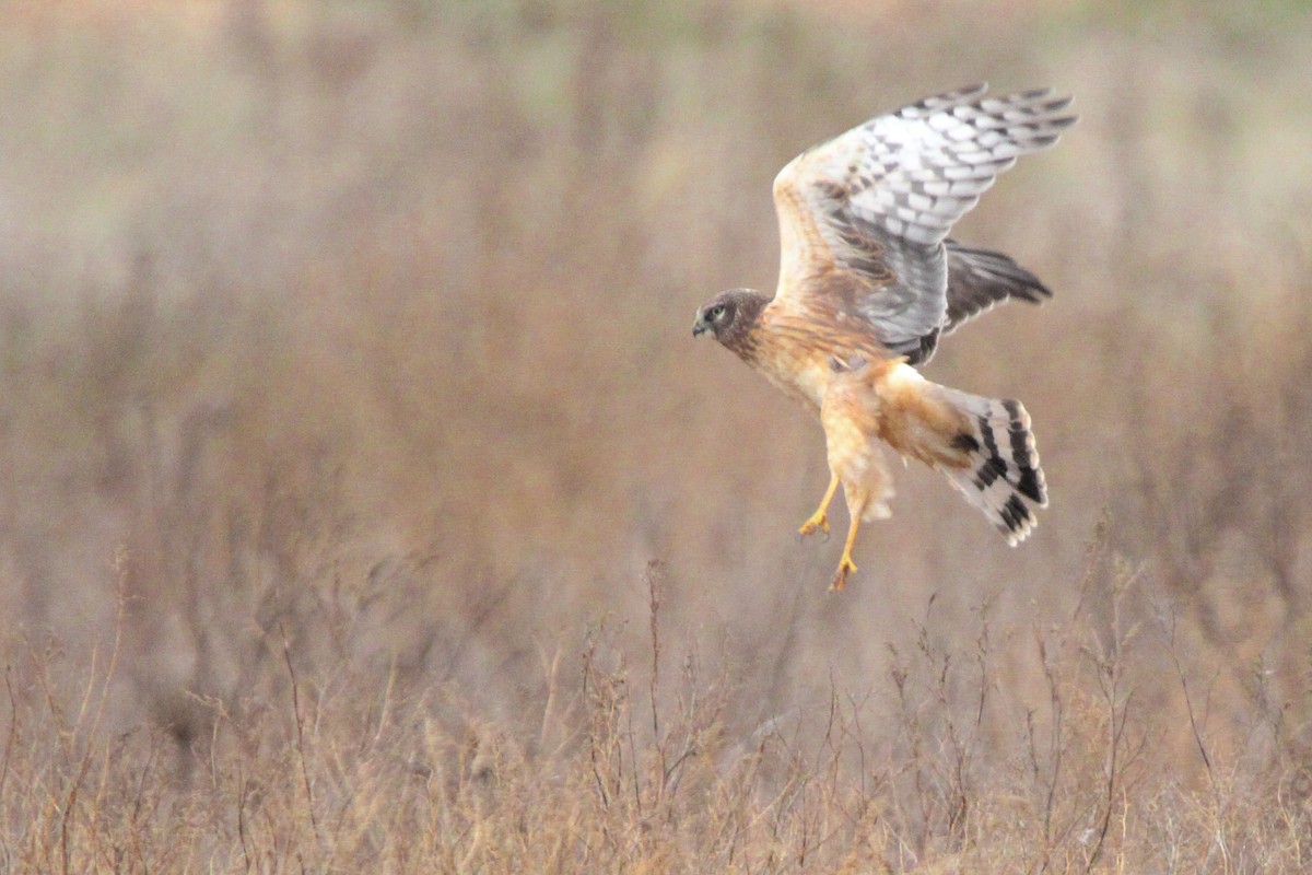 Northern Harrier - ML626632817