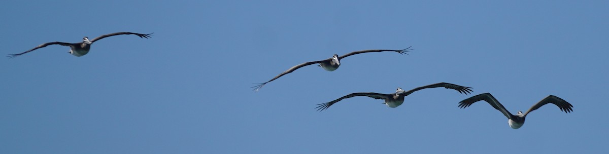 Brown Pelican - ML626633004