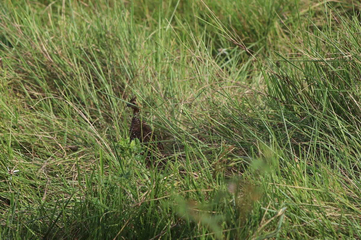 Crested Bobwhite - ML626633008