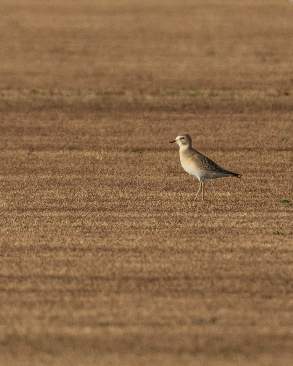 Mountain Plover - ML626633010