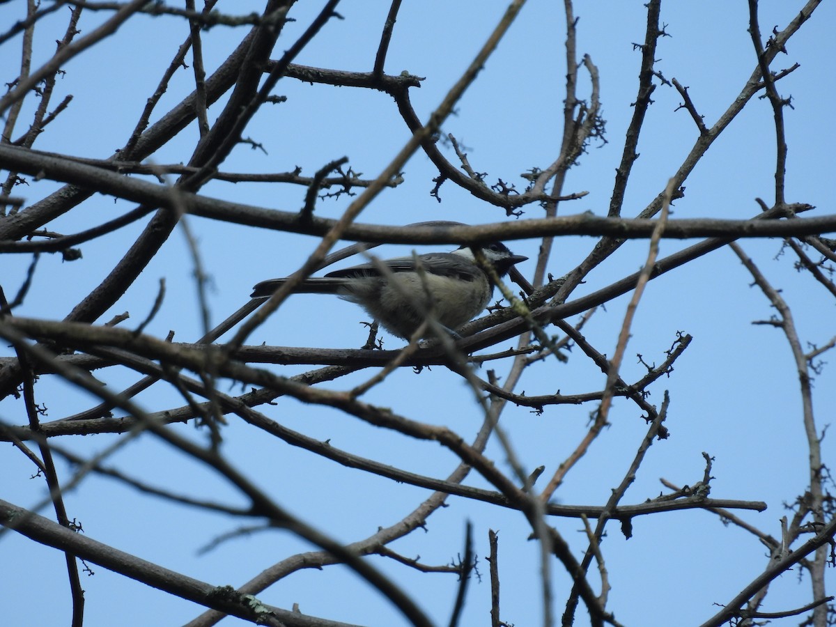 Carolina/Black-capped Chickadee - ML626633011