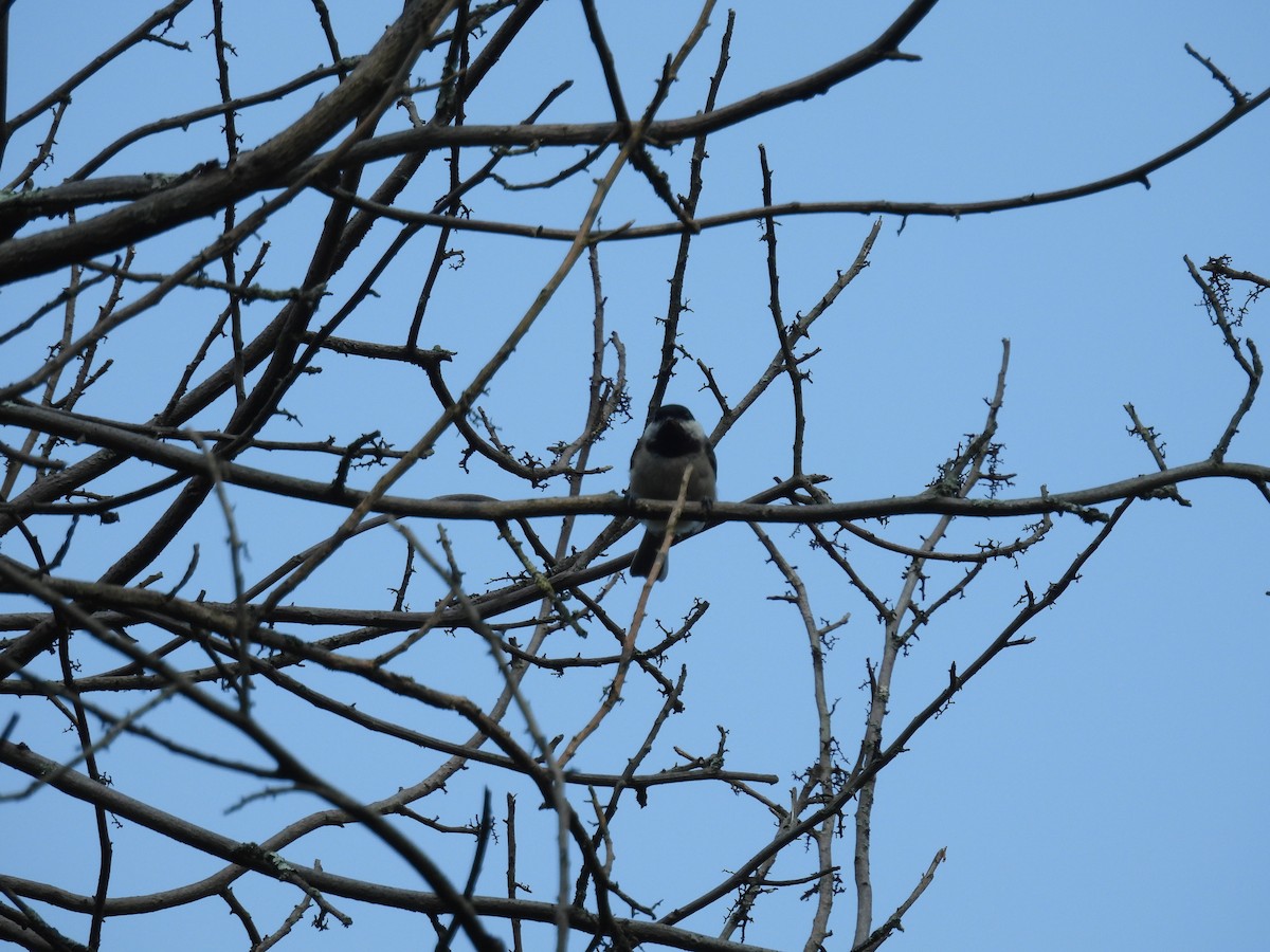 Carolina/Black-capped Chickadee - ML626633022