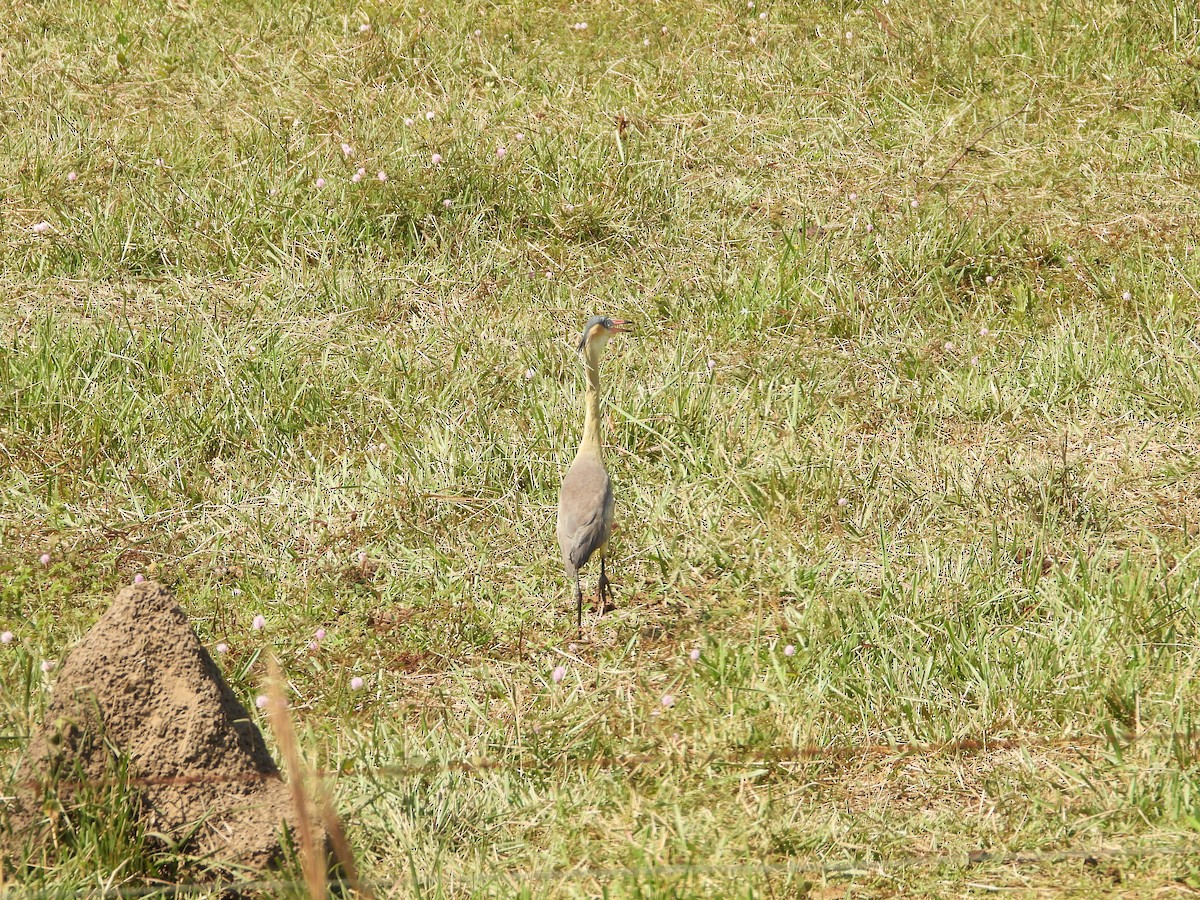 Whistling Heron - ML626633185