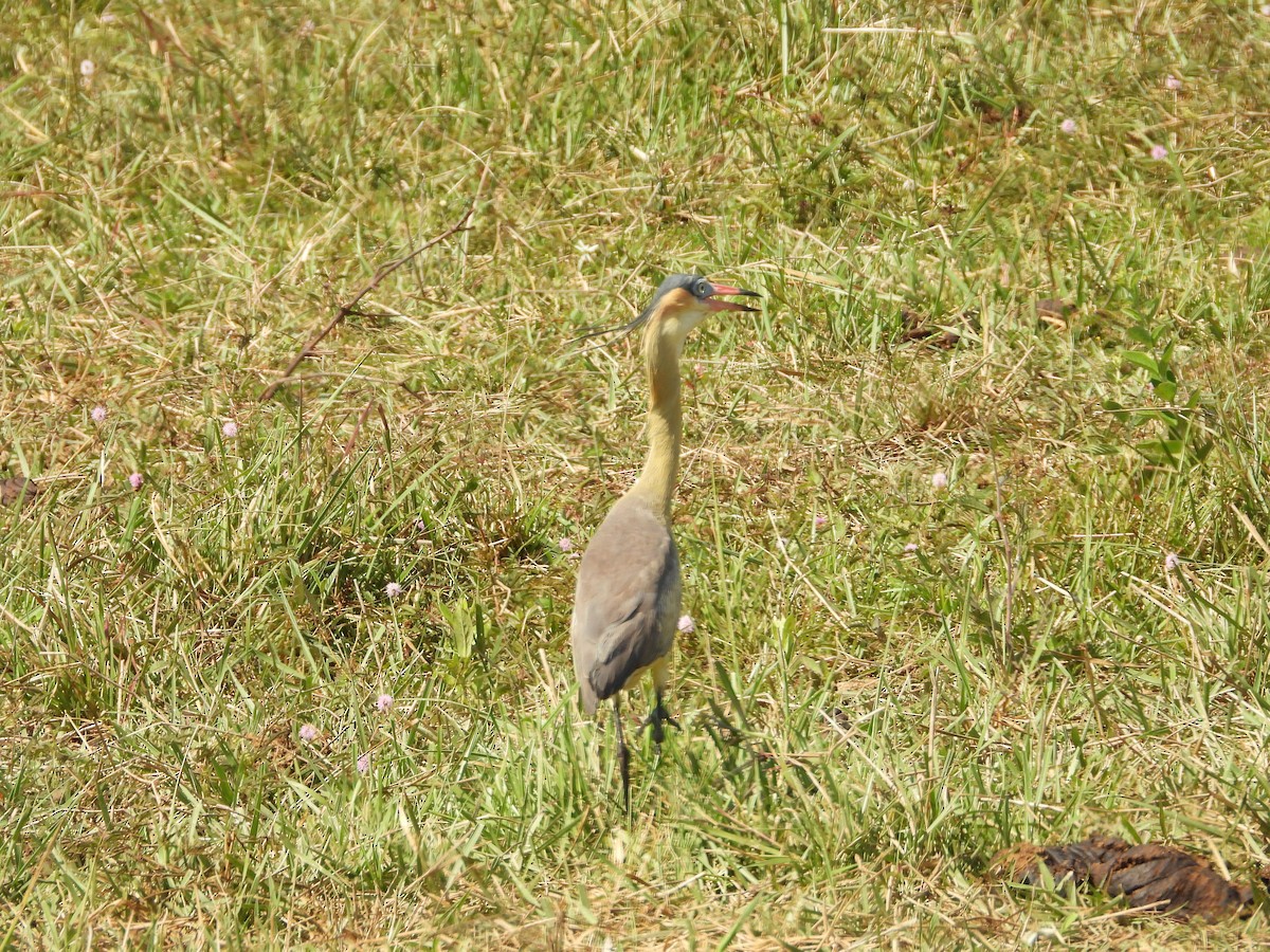 Whistling Heron - ML626633186