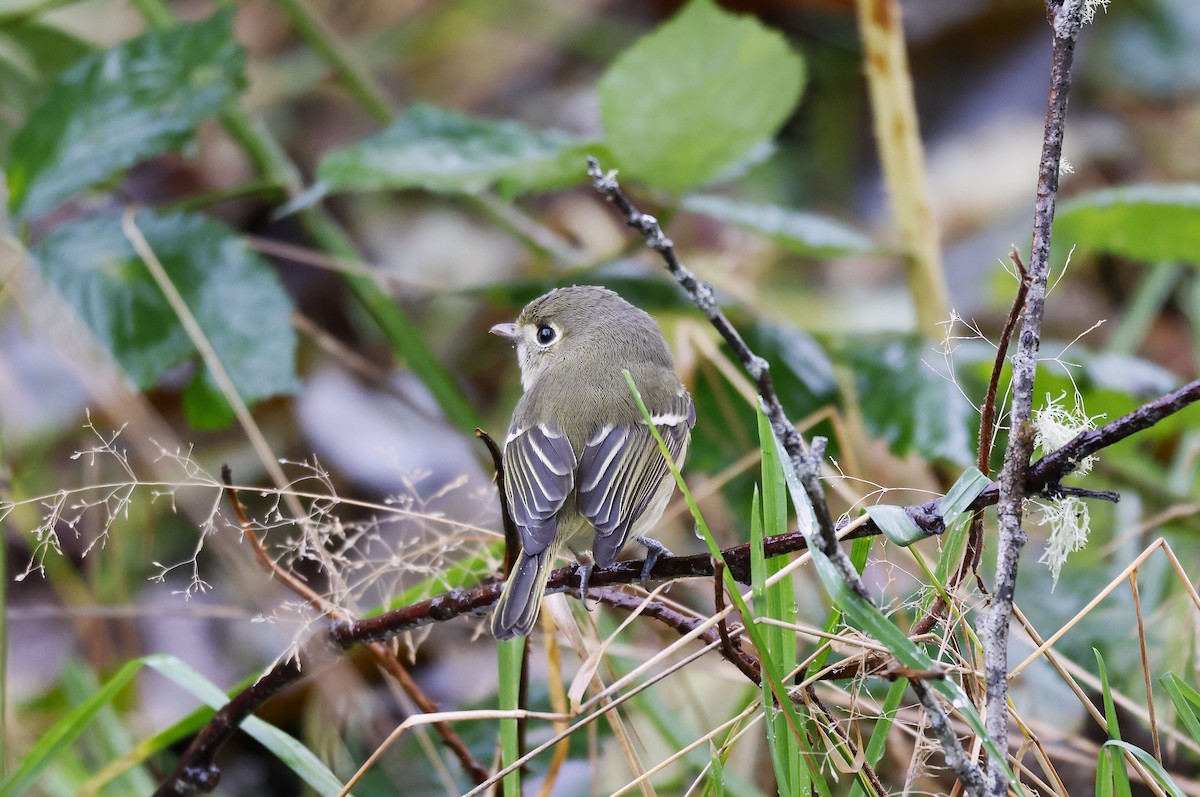 Hutton's Vireo - ML626633193