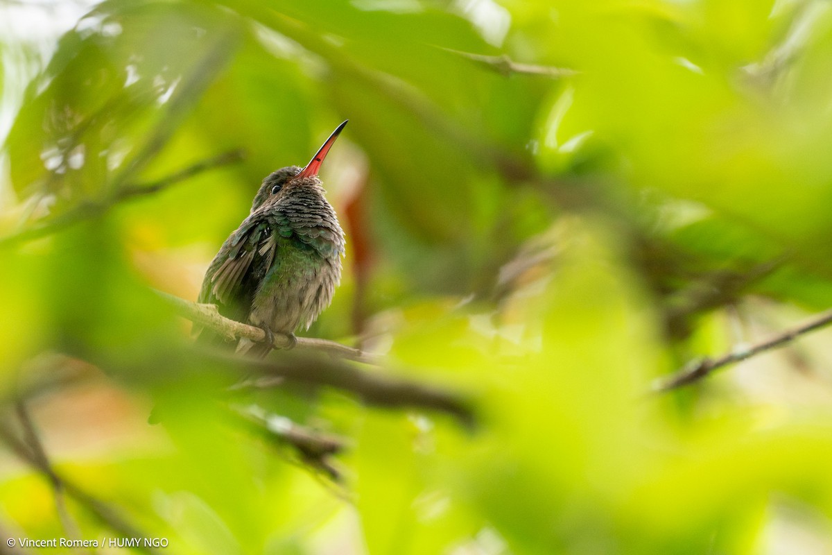 Rufous-tailed Hummingbird - ML626633194