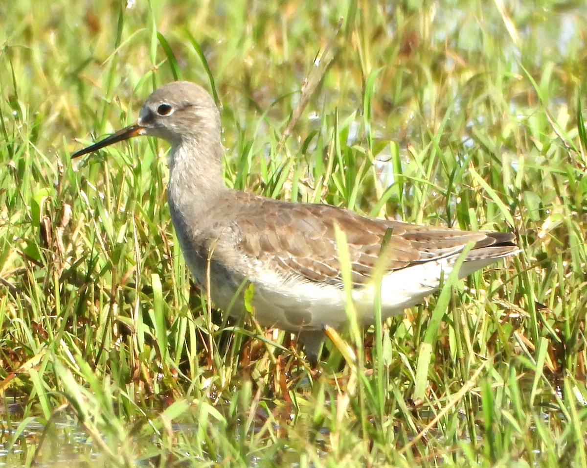 Lesser Yellowlegs - ML626633195