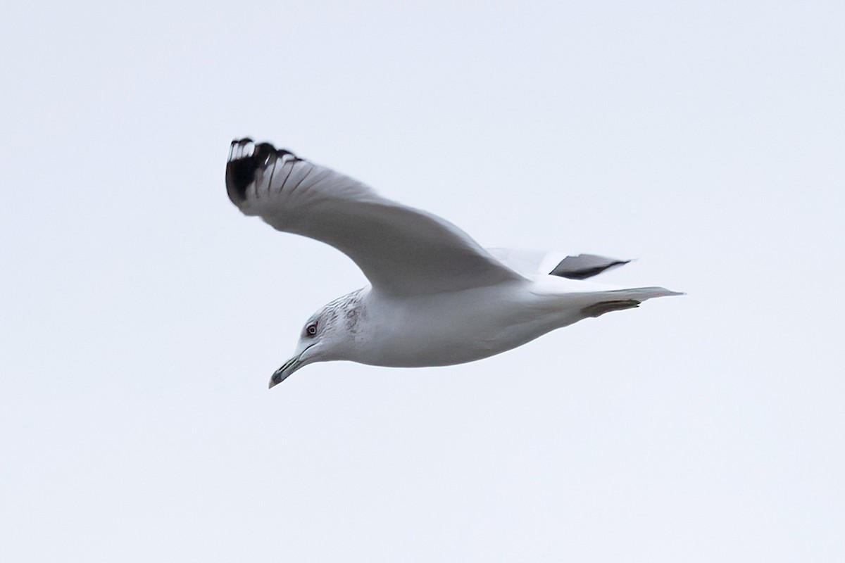 Ring-billed Gull - ML626633196