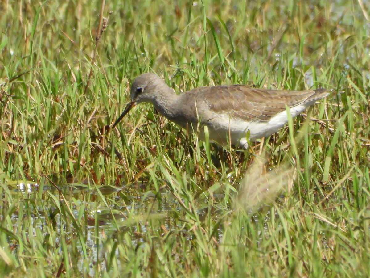 Lesser Yellowlegs - ML626633197