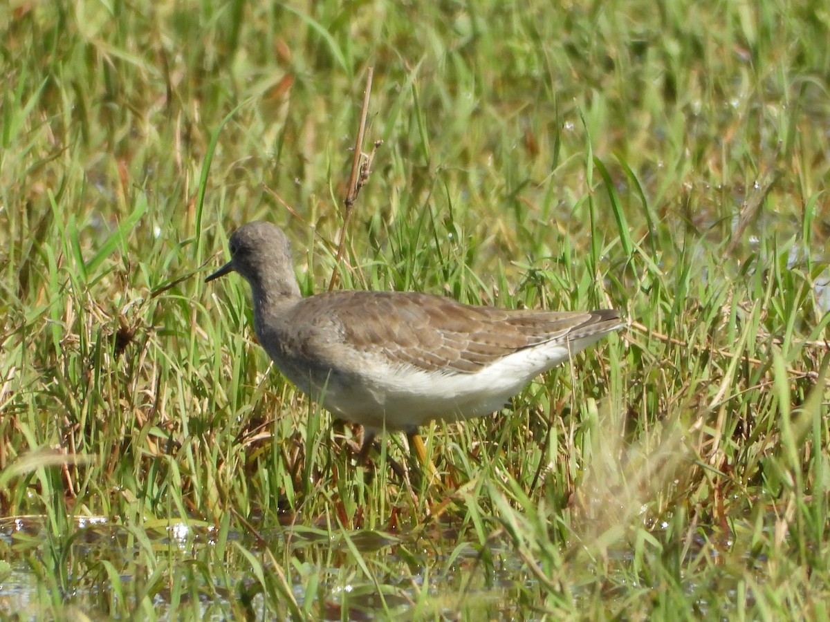 Lesser Yellowlegs - ML626633198